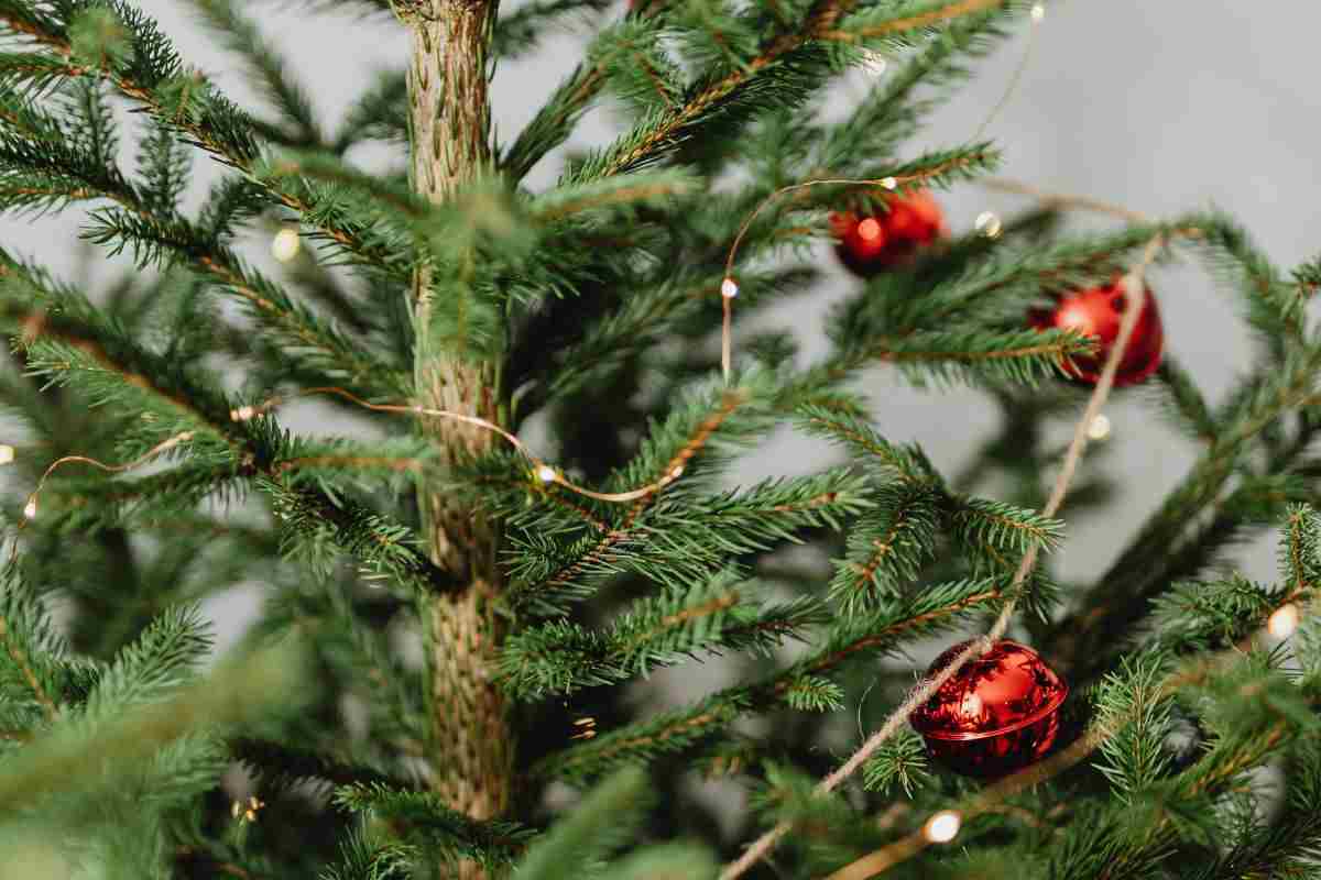 trucco dei giardinieri per mantenere vivo l'albero di Natale